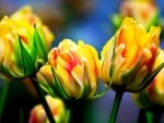 Beautiful yellow Red Tulips