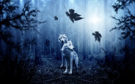 Wolves - white, wolf, animal, lup, leaf, blue, autumn