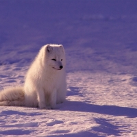 Arctic fox