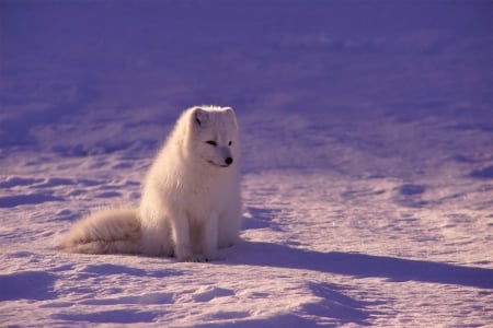 Arctic fox - white, animal, winter, purple, fox, cute, iarna, pink