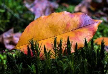 autumn - flowers, nature, autumn leaf, autumn