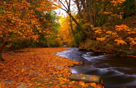 Autumn forest - beautiful, creek, stream, forest, leaves, fall, river, autumn, foliage