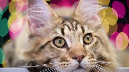 Cat - face, bokeh, cat, maine coon, eyes, animal, pisica