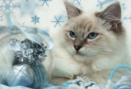 cute cat - christmas, photography, cute, cats, cool, animals