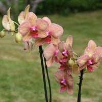 Orchids