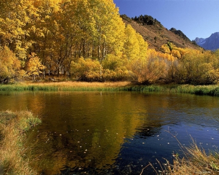 Autumn Near the Water - trees, water, nature, autumn, lake, forest