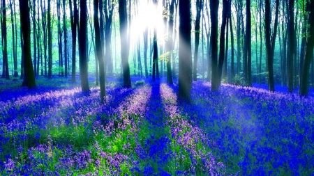 Sun Through The Bluebell Forest - rays, trees, sun, shine, wood, bluebell, nature, forest, blue, lights