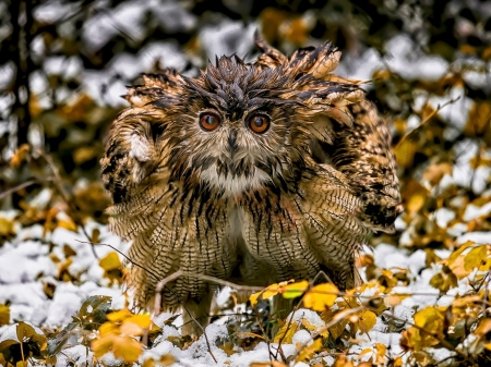 Beautiful Owl - trees, forest, eyes, wet, animal, owl, bird