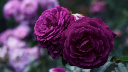 Purple Rose - nature, purple, roses, petals, flowers