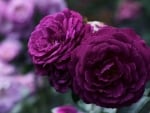 Purple Rose