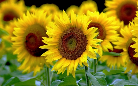 Sunflower Close-up - flowers, sunflowers, Nature, yellow, macro, petals