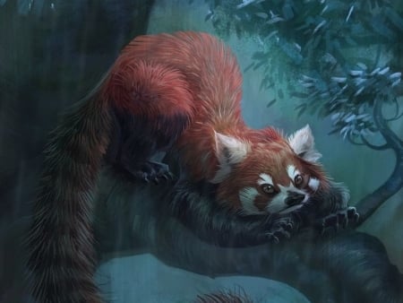 Red panda