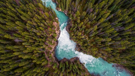 Forest River - river, trees, forest, nature