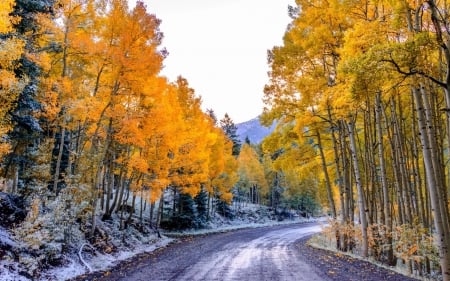 Winter and Fall - nature, autumn, fall, trees, snow, winter, road