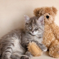 Kitten sleeping with Teddy bear