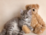 Kitten sleeping with Teddy bear