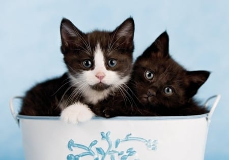 Kittens - blue, rachael hale, cat, black, animal, kitten, bowl, cute, couple