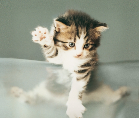 Hi! - pisica, animal, cute, kitten, cat, rachael hale, paw