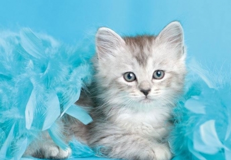 Kitten - animal, pisica, kitten, blue, cute, cat, rachael hale