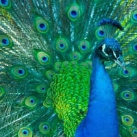 Peacock