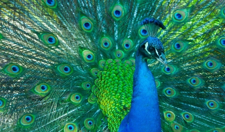 Peacock - bird, paun, peacock, blue, green, pasare, feather