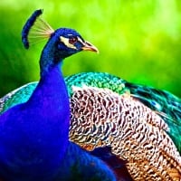 Peacock