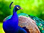 Peacock