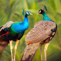 Peacocks