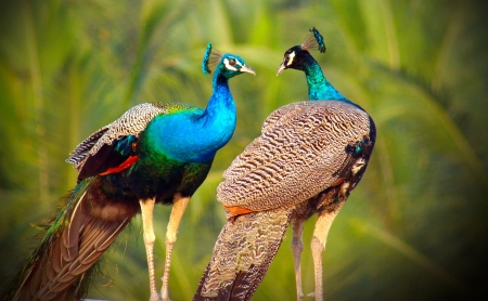 Peacocks - bird, paun, peacock, blue, green, pasare, couple