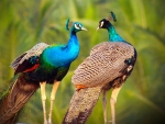 Peacocks