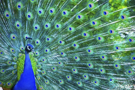 Peacock - feather, pasare, bird, paun, peacock, blue, green