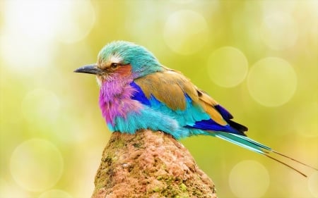 Lilac Breasted Roller