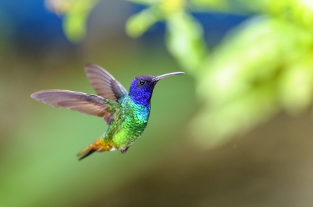 Hummingbird - colibri, pasare, bird, humming-bird, blue, colorful, green