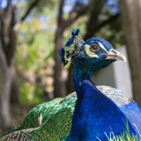 Peacock