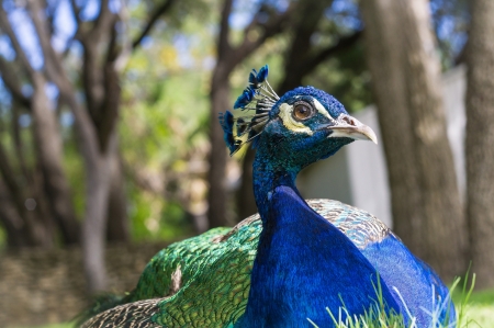 Peacock - bird, pasare, paun, peacock, blue, green