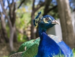 Peacock