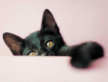 Black kitten - black, animal, pisica, paw, cute, pink, cat, rachael hale