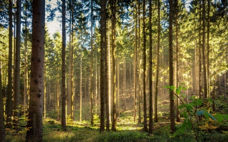 Forest - trees, forest, nature, summer