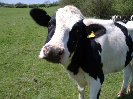 Cow - white, cows, blavk, animals, zoom