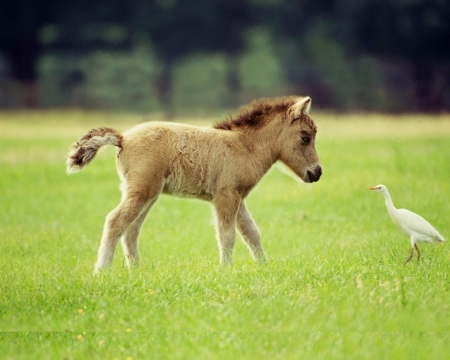 Colt and Bird - horses, white, bird, colt, grass