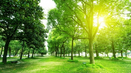 Sunny Park - warm, trees, nature, benches, park, sun