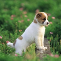 Cute Puppy