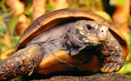 tortoise