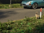 watership down the road