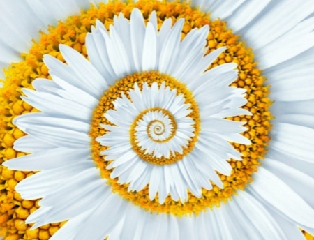 Daisy - white, dasiy, abstract, yellow