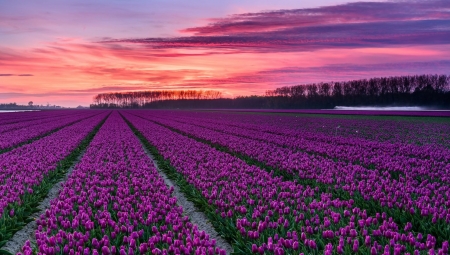 Tulips - sky, nature, sunset, clouds