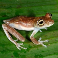 Amazon River Frogs