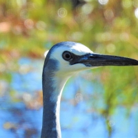 Blue Heron