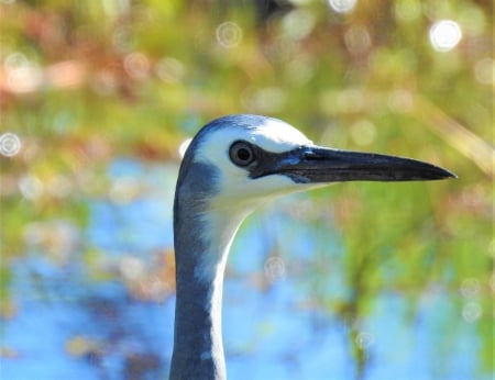 Blue Heron - wildlife, kind, brisbane, long beak, bird, semi rural, kindness to animals, precious, beautiful, australia, blue, big bird, heron, nature