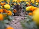 Cat Among Flowers